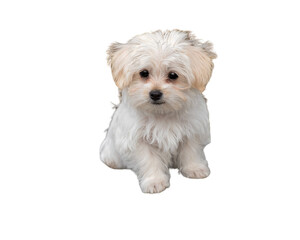 Cute Maltese puppy sitting isolated on white background with clipping path
