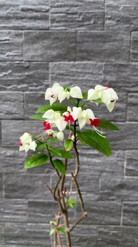 A Bleeding Heart Vine, also known as the glory bower plant or bag flower, an evergreen climber plant with striking white calyxes and brilliant red corollas. 