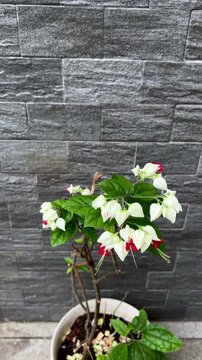 A Bleeding Heart Vine, also known as the glory bower plant or bag flower, an evergreen climber plant with striking white calyxes and brilliant red corollas. 