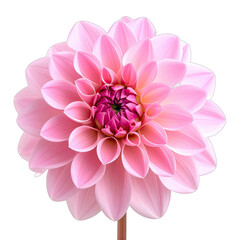 Fototapeta premium A stunning close-up photograph of a fully bloomed, delicate pink dahlia flower against a stark black background.