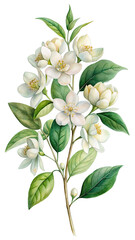Watercolor botanical illustration of fresh white jasmine flowers isolated on transparent background