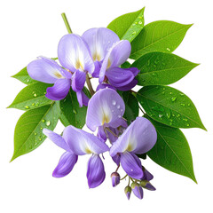 A cluster of purple wisteria blossoms and green leaves adorned with morning dew against a stark black background.