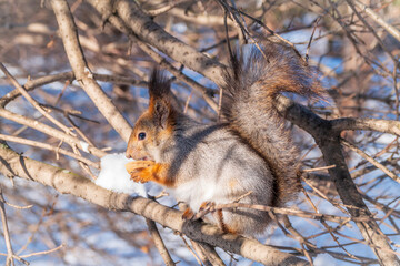 The squirrel with nut sits on tree in the winter or late autumn