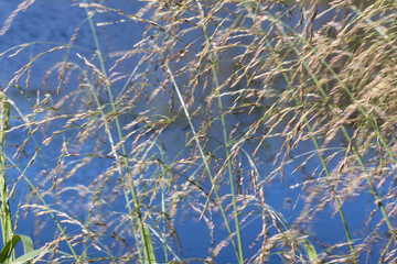 Tall grass at a lake in Fairbanks