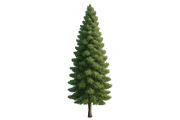 Pine tree standing tall, green natural conifer plant with detailed needles, isolated on transparent background