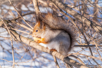 The squirrel with nut sits on tree in the winter or late autumn