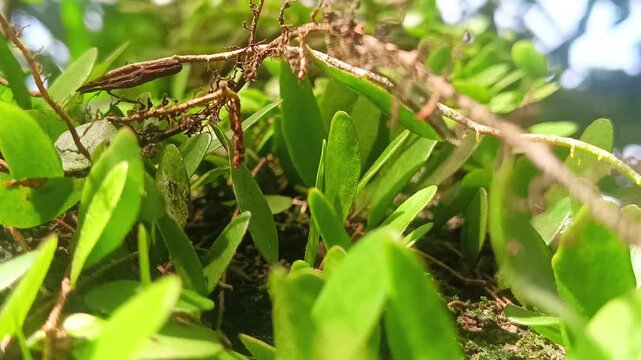 4K Footage Close-Up of a Tropical Plant with Vibrant Green Leaves and Dried Root Structure, Natural and Refreshing Aesthetic