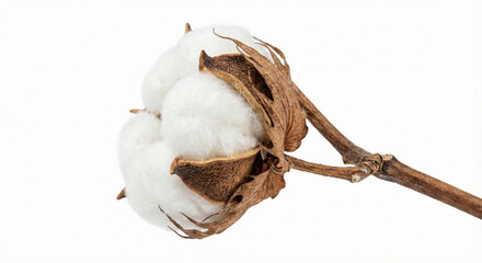 Soft dry white cotton plant flower isolated on white background
