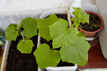 Natural cucumber grows in a greenhouse. Growing fresh vegetables in a greenhouse