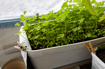 Growing fresh parsley in home greenhouse. Spicy parsley in the garden. Selective focus, blurred background