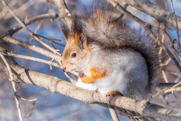 The squirrel sits on a branches without leaves in the winter or autumn