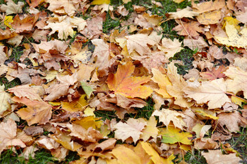 Autumn maple leaves on grass. The bright colors of fall. Autumn fall leaves in sunlight