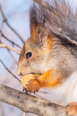 Fototapeta premium The squirrel with nut sits on tree in the winter or late autumn