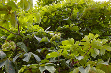 Abstract image of ripe chestnut in autumn park. Horse-chestnuts on conker tree branch - Aesculus hippocastanum fruits