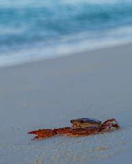 Close-up view on red crab on white sand beach near Indian ocean in Thoddoo island, Maldives
