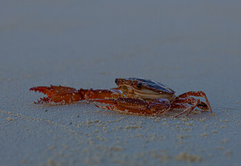 Close-up view on red crab on white sand beach in Thoddoo island, Maldives