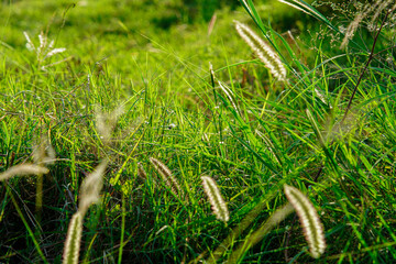 green grass in the morning