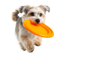 Joyful Pet Enjoying Frisbee Play isolated on transparent background