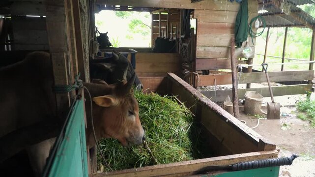 Cows eating fresh grass in a traditional wooden barn shelter
