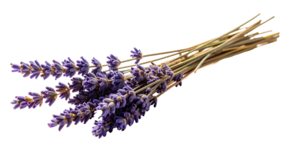 Isolated dried lavender twig appears as a delicate botanical element, featuring natural texture, gentle soft shadows, and clean white background, suitable for design, presentation, decoration, or calm
