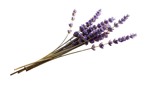 Isolated dried lavender twig appears as a delicate botanical element, featuring natural texture, gentle soft shadows, and clean white background, suitable for design, presentation, decoration, or calm - Powered by Adobe