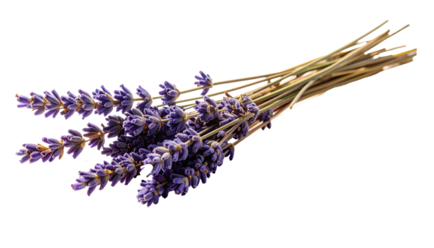 Isolated dried lavender twig appears as a delicate botanical element, featuring natural texture, gentle soft shadows, and clean white background, suitable for design, presentation, decoration, or calm