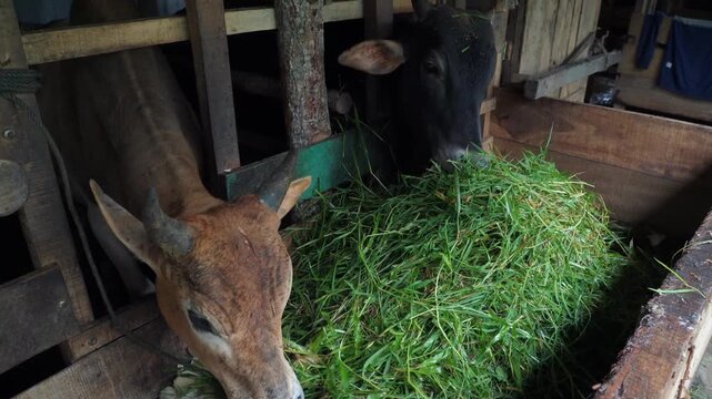 Cows eating fresh grass in a traditional wooden barn shelter
