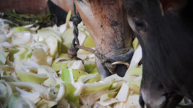 Cows and other livestock eat in the cowshed.