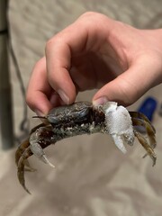 crab in hand