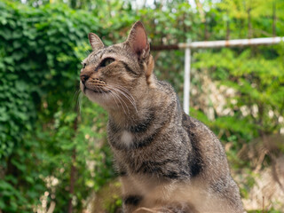 Tabby Cat Sitting in Garden: Beautiful Striped Feline Pet Portrait Outdoor Among Green Plants and Nature