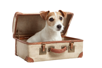 Rolling Pet Suitcase with Wheels for Pets isolated on transparent background