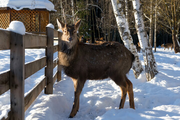  A male spotted deer on a frosty winter day near a feeding trough in the forest