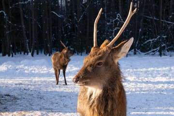  A male spotted deer on a frosty winter day near a feeding trough in the forest