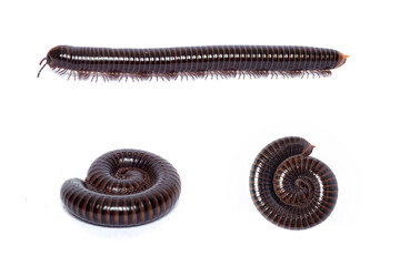 Millipede in Various Poses on White Background