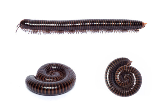 Millipede in Various Poses on White Background