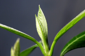 New plant leaves on a dark background.