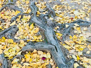 autumn leaves on the ground
