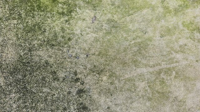 Close-up of an old concrete surface covered in green moss and mold stains. Ideal as a grunge background or illustration of moisture problems and fungi.