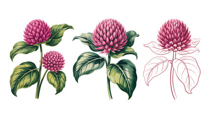 Beautiful clover blossoms in vibrant pink and lush green, perfect for adding a touch of nature's elegance to your designs with a botanical and floral arrangement