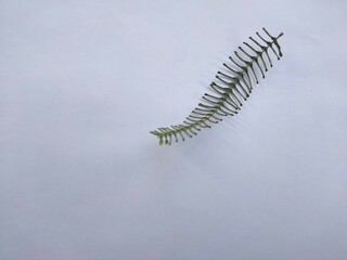 Dry leaves on a white background used as a background image.