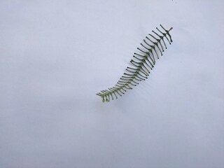 dry leaves on the ground.
