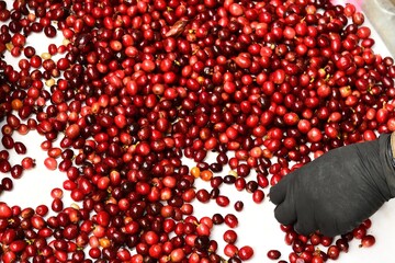 close up of fresh coffee beans for background                 