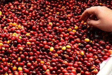 close up of fresh coffee beans for background                 