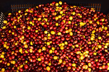 close up of fresh coffee beans for background                 