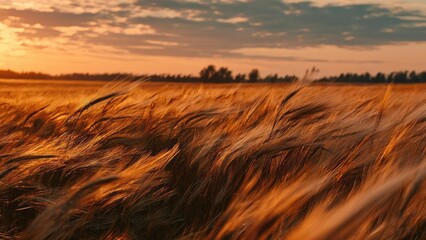 Golden field of tall wheat swaying in the sunset glow. Concept Golden Wheat Field at Sunset, Swaying Wheat in Warm Light, Rustic Rural Landscape, Peaceful Golden Hour Atmosphere