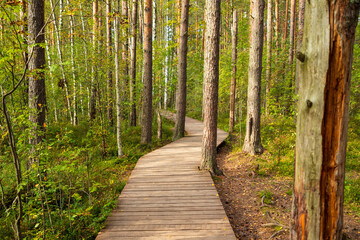 Wooden pathway winding through lush green forest. Sestroretskoye swamp eco trail, Leningrad Oblast © Анастасия Бурлакова
