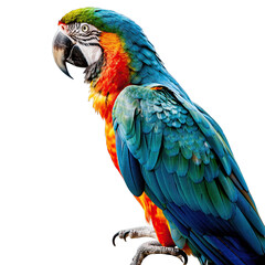 Vibrant Macaw Parrot with Blue Yellow and Orange Plumage Perched on a Branch Studio Shot Against a Transparent Background