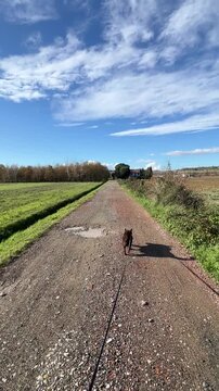 portare a fare un giro il cane al guinzaglio