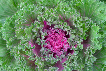 A close-up photo of Flowering Kale shows purple leaves inside and green leaves outside.