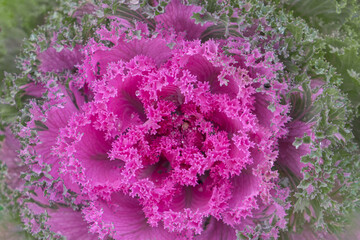 The combination of the cool green, creamy white, and warm blush pink makes this cultivar look incredibly elegant.